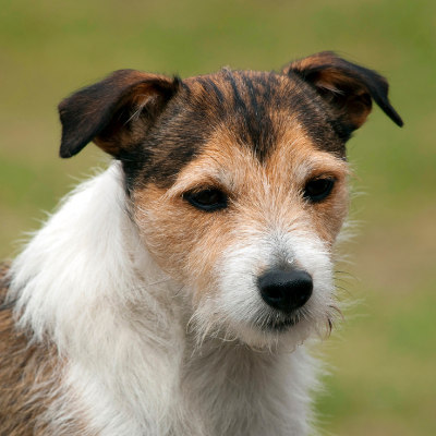 Parson-Russell-Terrier10