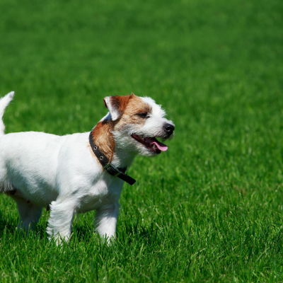 Parson-Russell-Terrier8