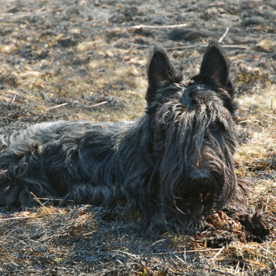 Scottish-Terrier16