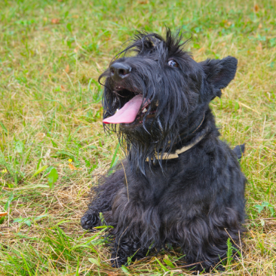 Scottish-Terrier18