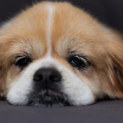 Tibetan-Spaniel10