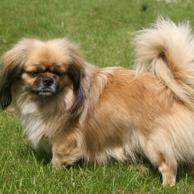 Tibetan-Spaniel11