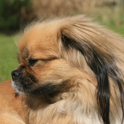 Tibetan-Spaniel3