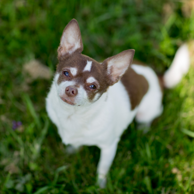 Chihuahua5