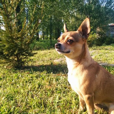 Chihuahua7
