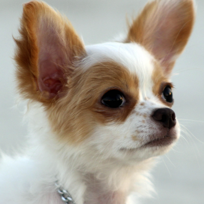 Chihuahua9