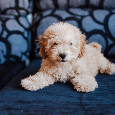 Toy-Poodle1