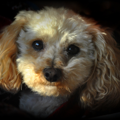 Toy-Poodle13