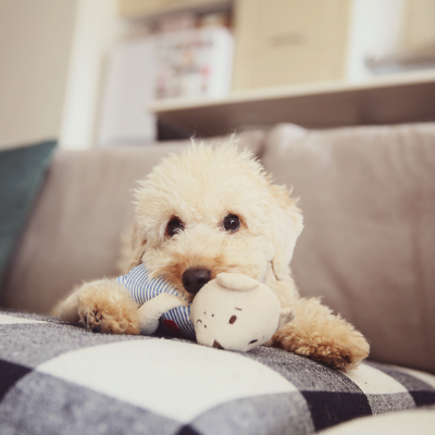 Toy-Poodle15