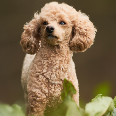 Toy-Poodle16