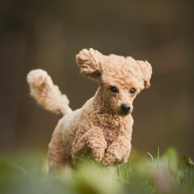 Toy-Poodle17