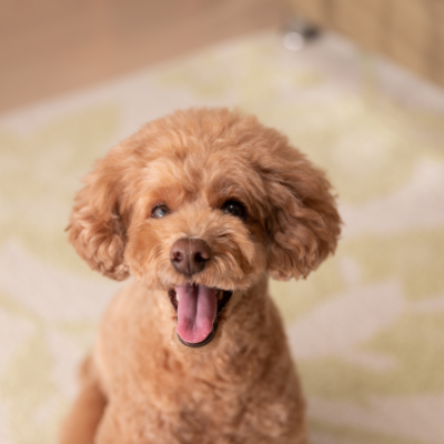 Toy-Poodle18