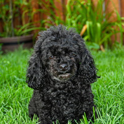 Toy-Poodle4