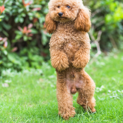 Toy-Poodle6