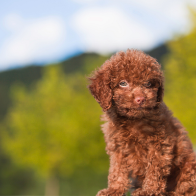 Toy-Poodle8