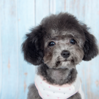 Toy-Poodle9