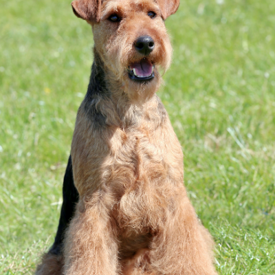 Welsh-Terrier13