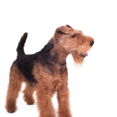 Welsh-Terrier14