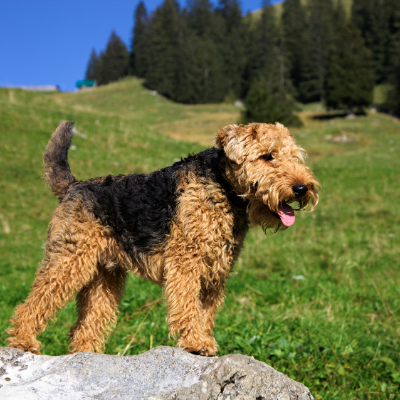 Welsh-Terrier4