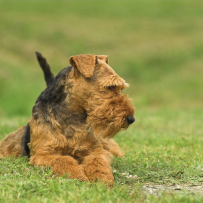 Welsh-Terrier6