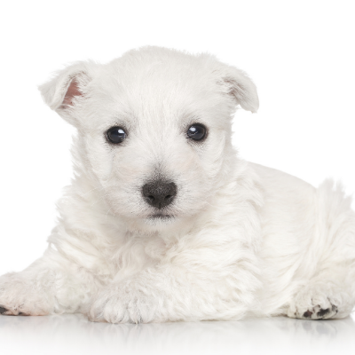 West-Highland-White-Terrier14