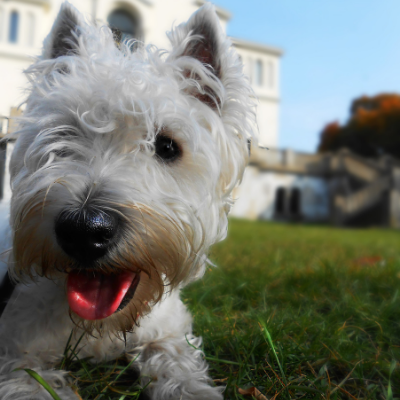 West-Highland-White-Terrier15