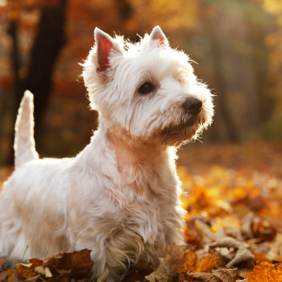West-Highland-White-Terrier16
