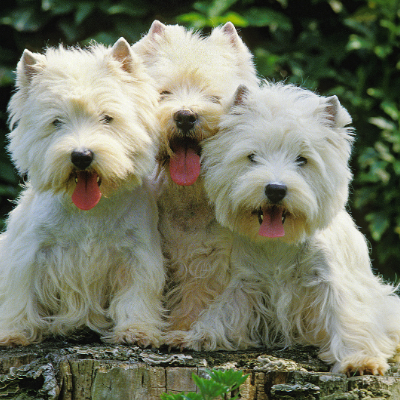 West-Highland-White-Terrier17