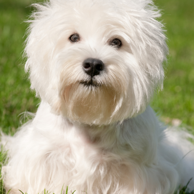 West-Highland-White-Terrier18