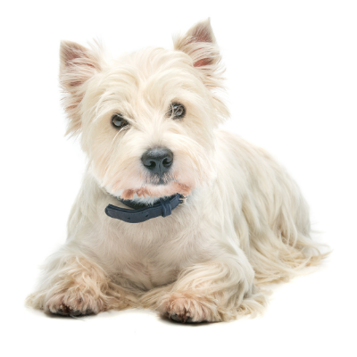 West-Highland-White-Terrier4