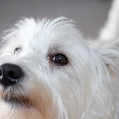 West-Highland-White-Terrier5