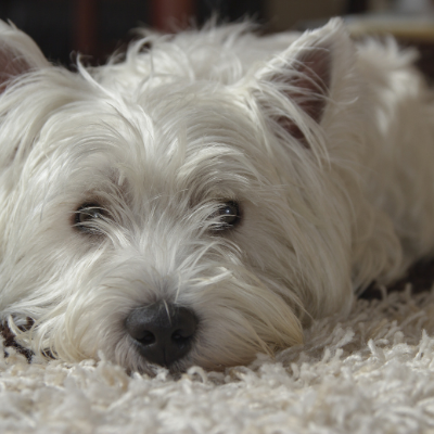 West-Highland-White-Terrier9