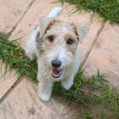 Wire-haired-Fox-Terrier1