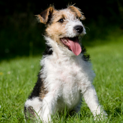 Wire-haired-Fox-Terrier10