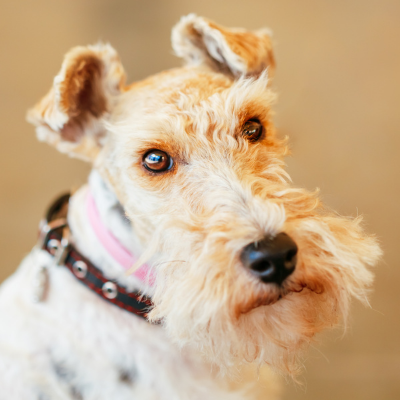 Wire-haired-Fox-Terrier11