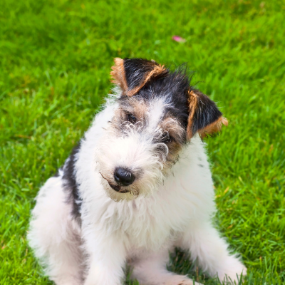 Wire-haired-Fox-Terrier13