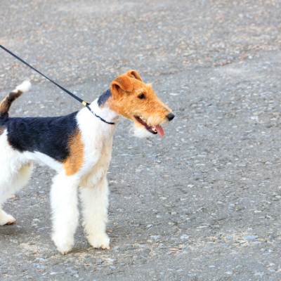 Wire-haired-Fox-Terrier14