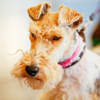 Wire-haired-Fox-Terrier15