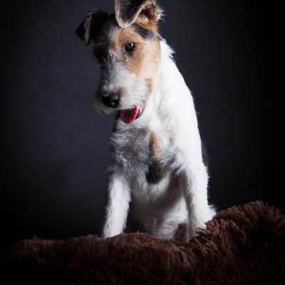 Wire-haired-Fox-Terrier16