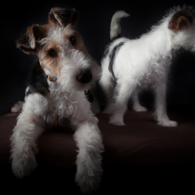 Wire-haired-Fox-Terrier17