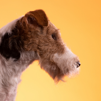 Wire-haired-Fox-Terrier18