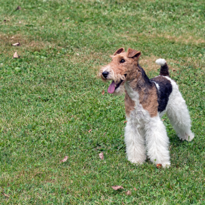 Wire-haired-Fox-Terrier2