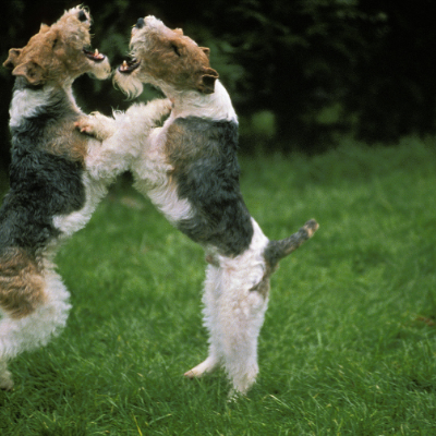 Wire-haired-Fox-Terrier3