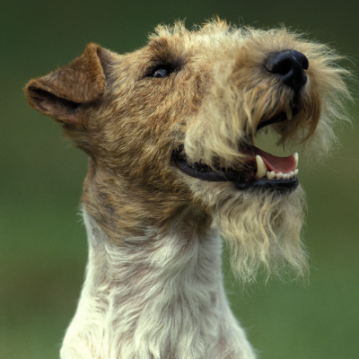 Wire-haired-Fox-Terrier5