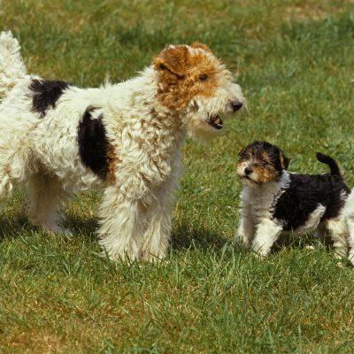 Wire-haired-Fox-Terrier6