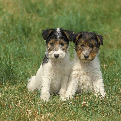 Wire-haired-Fox-Terrier7