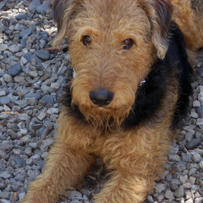 Airedale-Terrier15