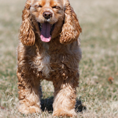 American-Cocker-Spaniel14