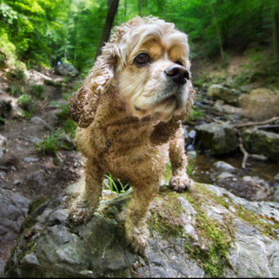 American-Cocker-Spaniel15