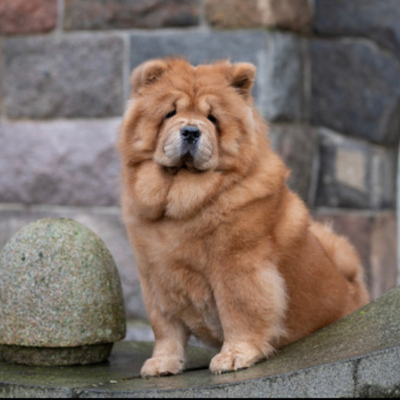 Chow-Chow2